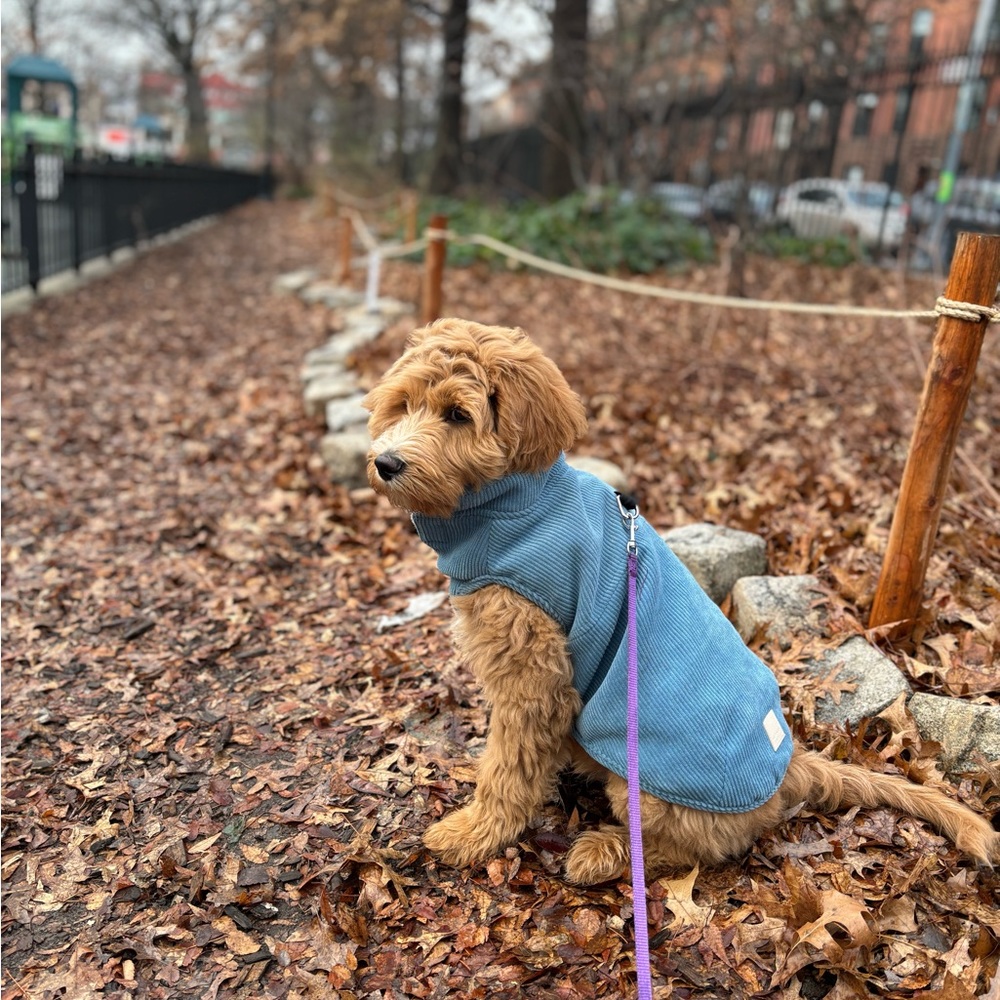 Fuzzyard life dog jacket